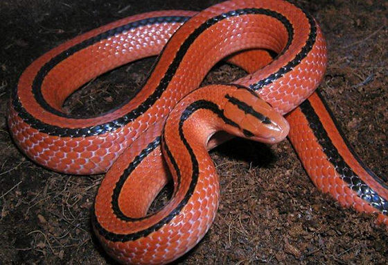Điềm báo giấc mơ thấy rắn đỏ điềm gì? Đánh con gì may mắn? | Inzeus.com